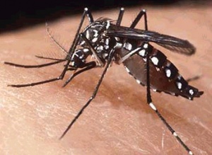 dengue1